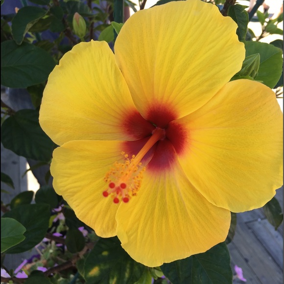 Meet your Posher, Sandra - Picture 1 of 1